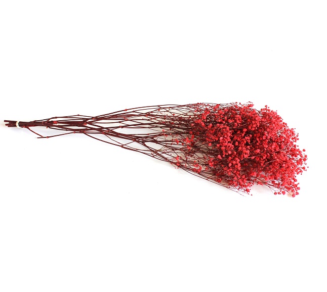 Gypsophila - stabilizovaná- Red zväzok